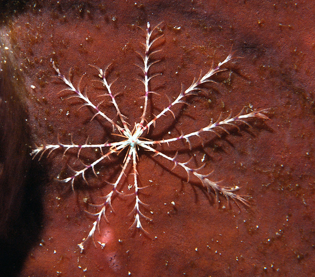 Analcidometra armata